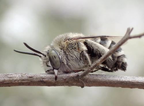 Amegilla garrula
